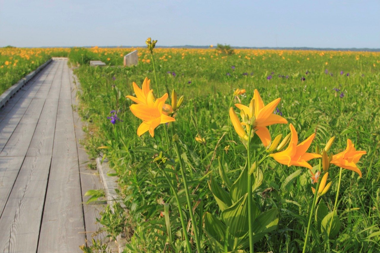 🏞️ 사로베츠 습원 센터(사로베츠시츠겐센타) 이미지 7